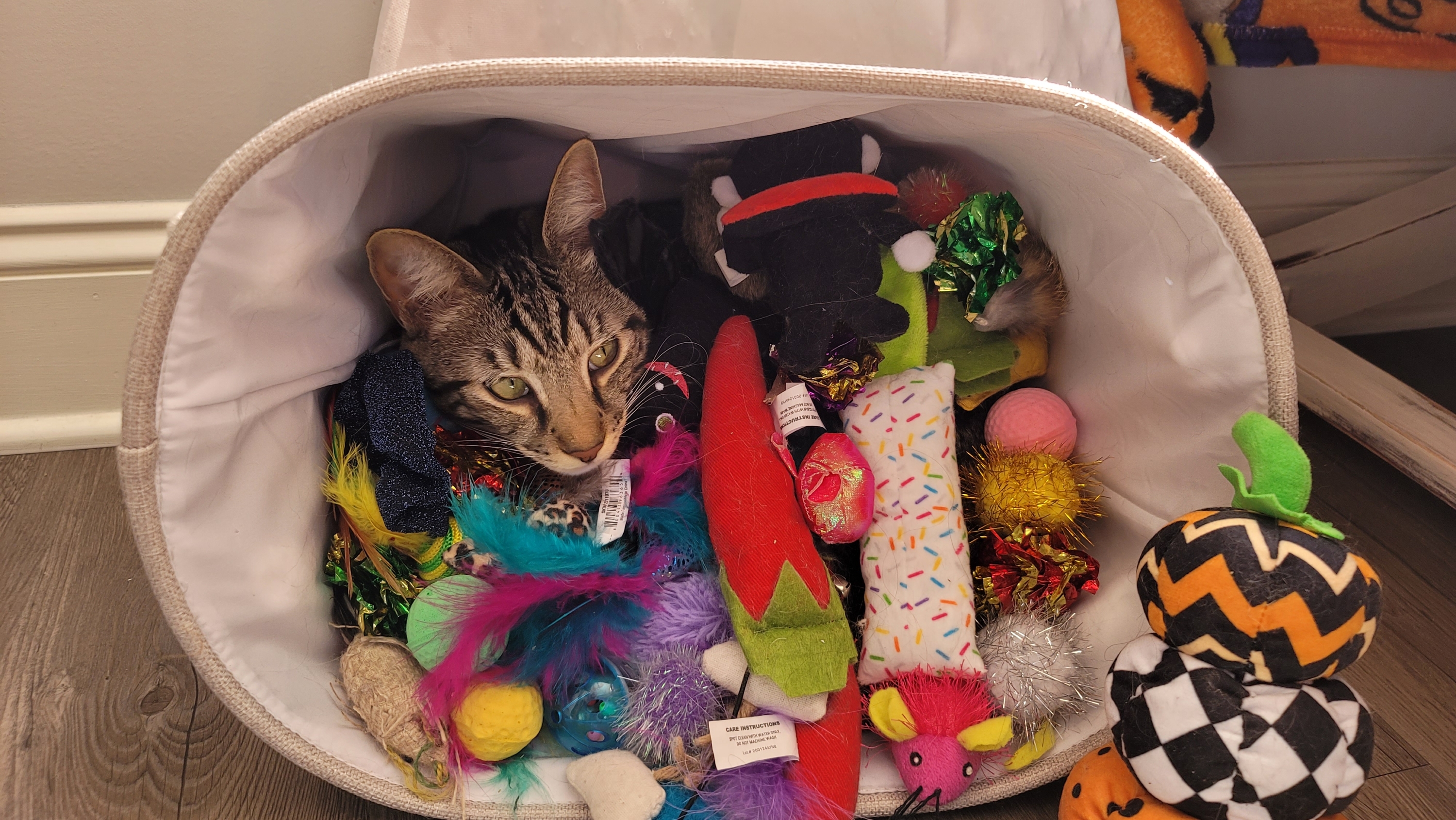 Bailey sitting in a basket full of toys