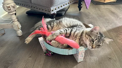 Bella Grace relaxing in a toy box