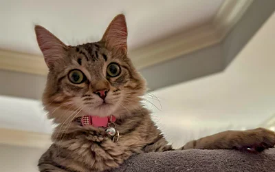 Bella Grace wearing a pink collar