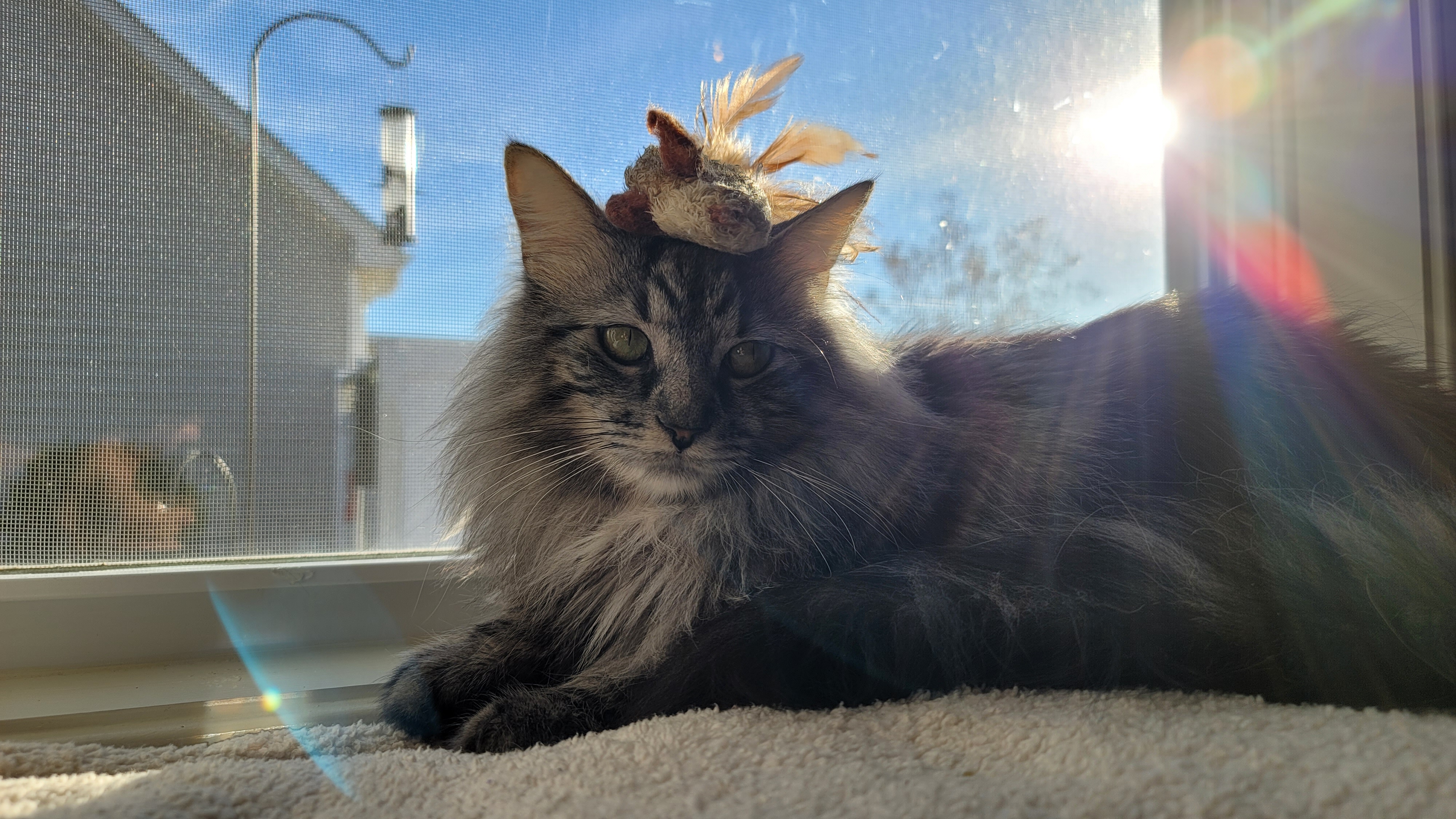Bella resting in a sunny window