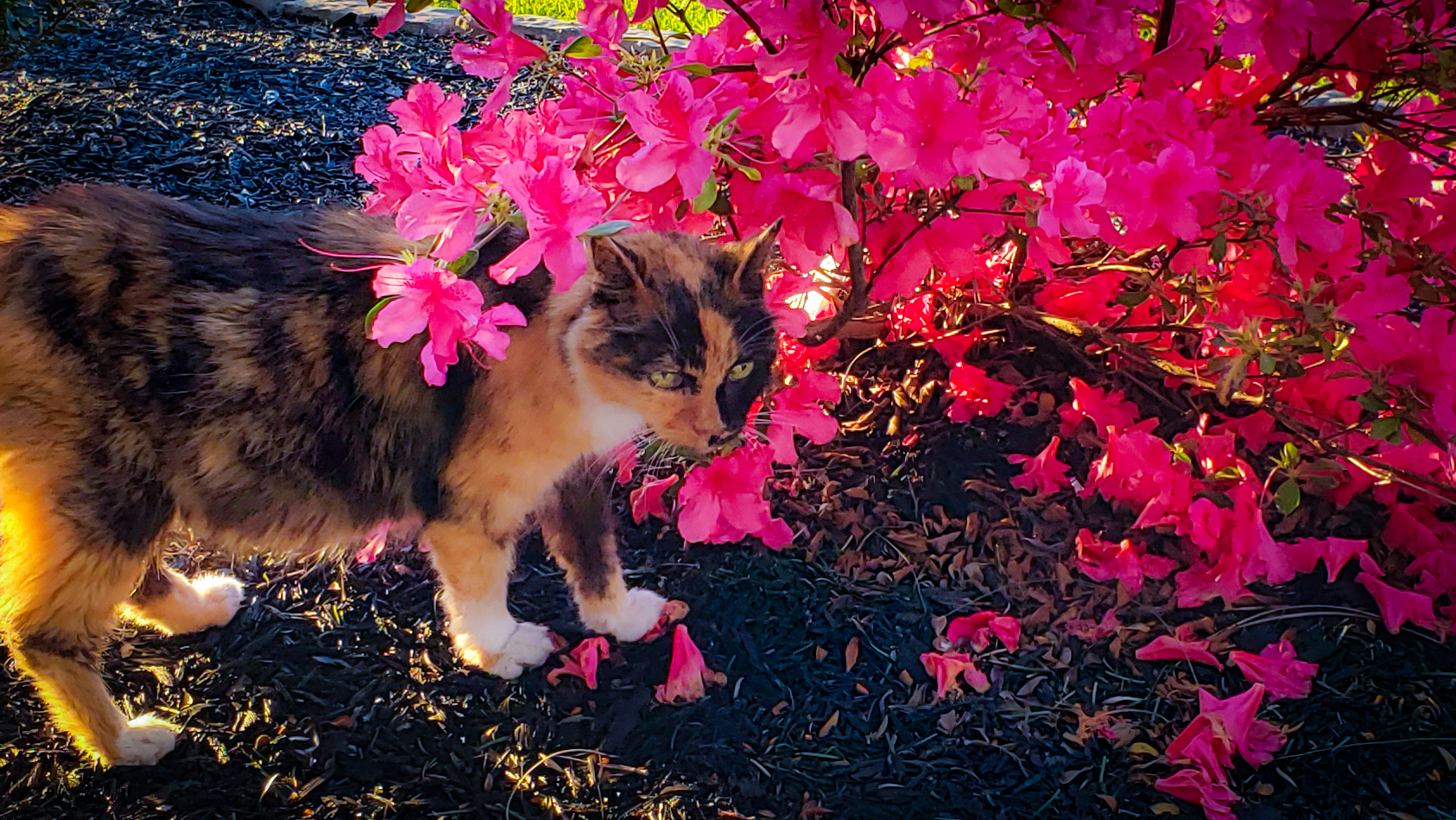 Sassy standing beside bright pink azaleas