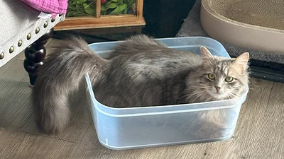 Stormy sitting in a small plastic bin