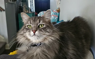 Stormy, a fluffy gray cat