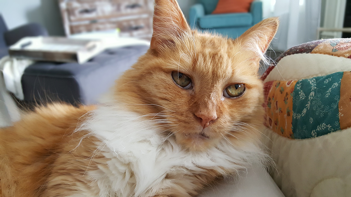 Taz, an orange and white cat, relaxing at home