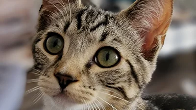 Close-up portrait of Teddy