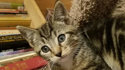 Teddy as a kitten posing near a bookshelf