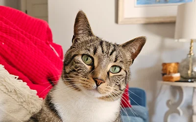 Teddy looking into the camera